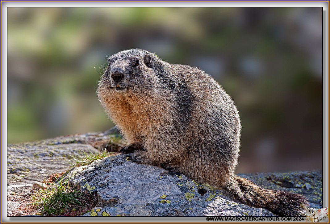 MARMOTTES